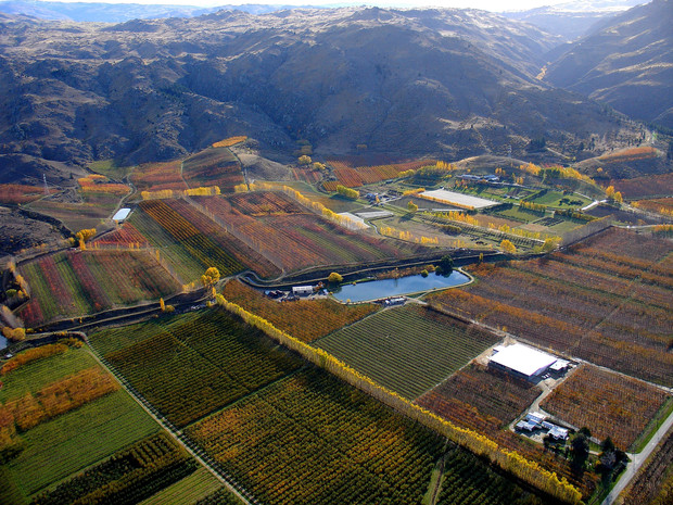 An Autumn westward view of Sam Neill's larger Earnscleugh Flats 57-acre property, near Clyde. Some 12.5 acres of it are planted in Pinot Noir, and 2.5 acres in Riesling. He acquired the property in about 2000 from the Ministry of Agriculture who had used it for food and crop horticultural trials. Neill re-named the property "Red Bank", on which he also grows his Lavendar and Saffron. At the top right of the frame can be seen a small part of the snow-covered famous Remarkables mountain range near Queenstown, close to where Neill has his New Zealand home.