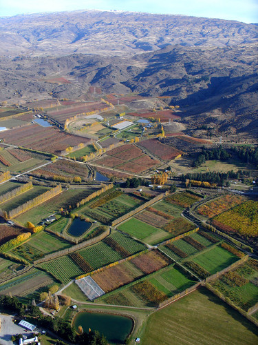 Sam Neill's 57-acre "Red Bank" property on the Earnscleugh Flats near Clyde, Central Otago, is seen extending from Earnscleugh Road to the foothills of the Old Man Range whose famous snowy peak is visible mid-picture at the top of the frame. The large ponds in the foreground property and Neill's property too, are the reservoirs for water, drawn mostly from the nearby Clutha River, for the very necessary Summer and Autumn irrigation of the diverse agriculture on them, for stone and pip fruit as well as grapes. 