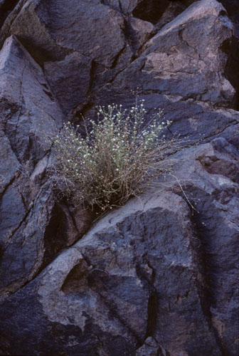 Solitary yellow-flowering plant growing in moisture-trap in granite niche on a sidewall of the lower level of the Steps of Repentance, the most popular route for visitors climbing Mt Sinai from St Catherine's Monastery in Wadi ed-Deir.