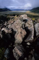 Tasman Glacier: lichens on rocks of terminal moraine in foreground of southward view of Tasman Valley
